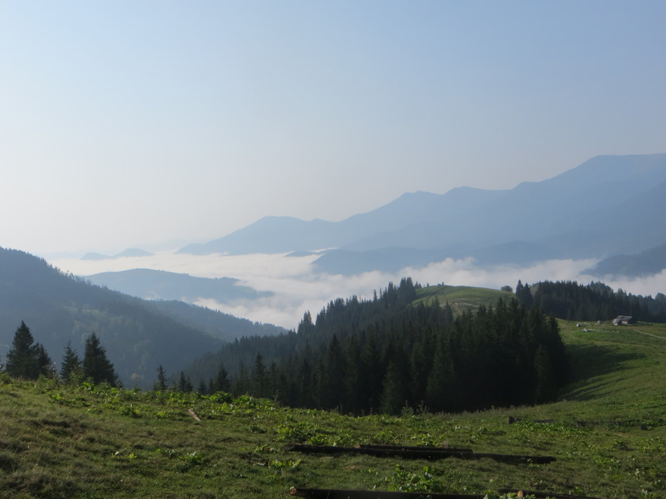 Грибов багато не буває... 2