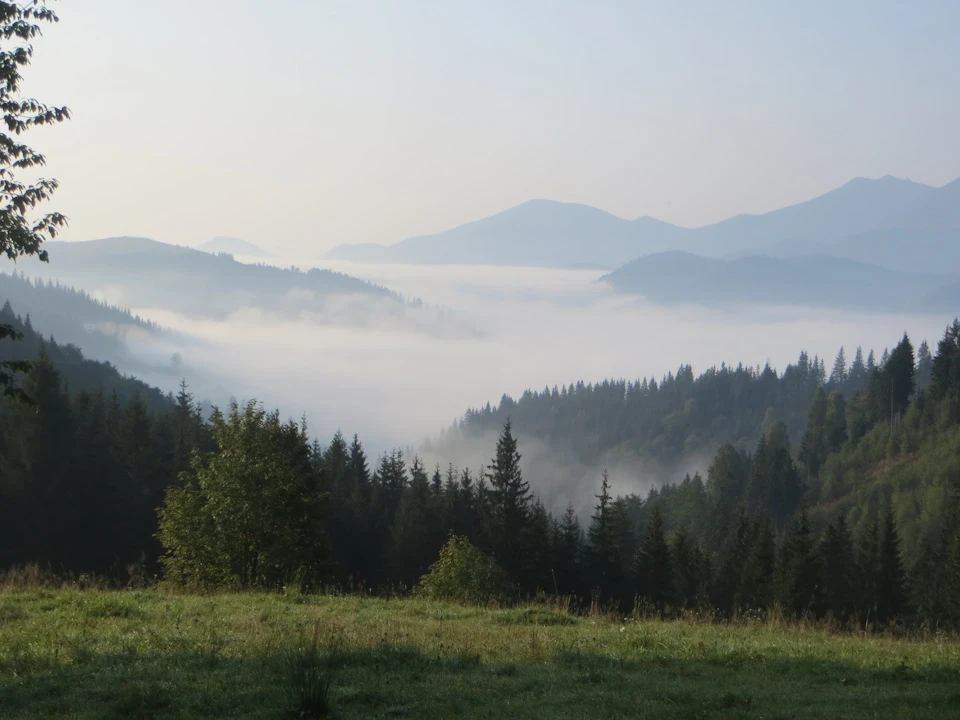 Грибов багато не буває...