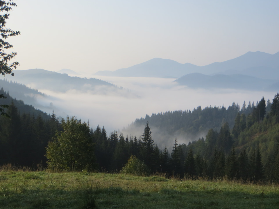 Грибов багато не буває... 1