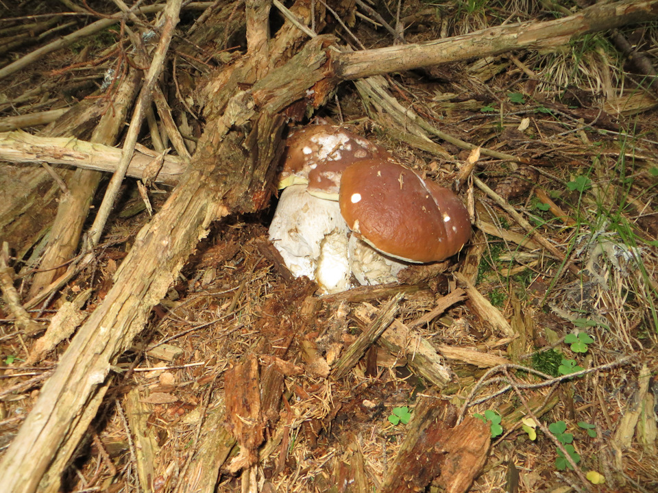 За грибами 5