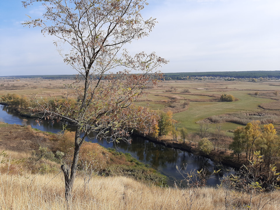 Зміївські кручі, хвойний ліс, гриби 5