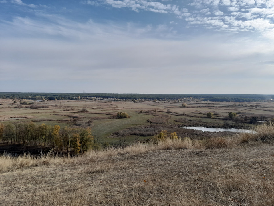Зміївські кручі, хвойний ліс, гриби 3
