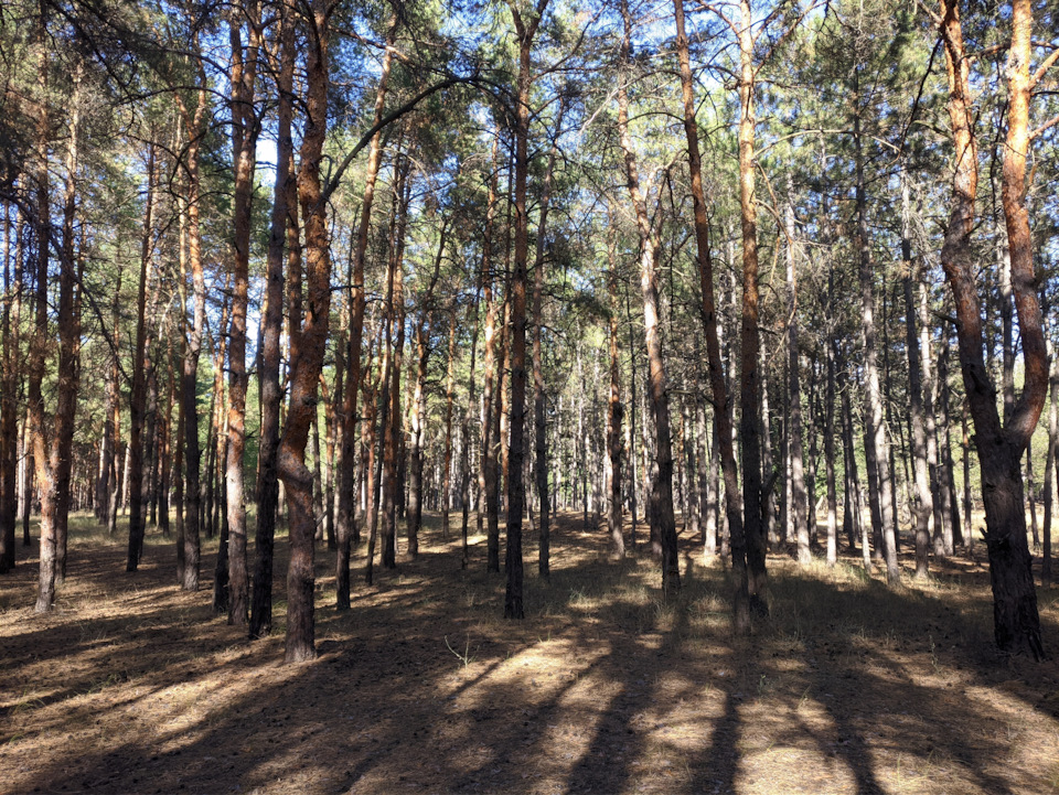 Поїздка в ліс, сосни та сміття 3
