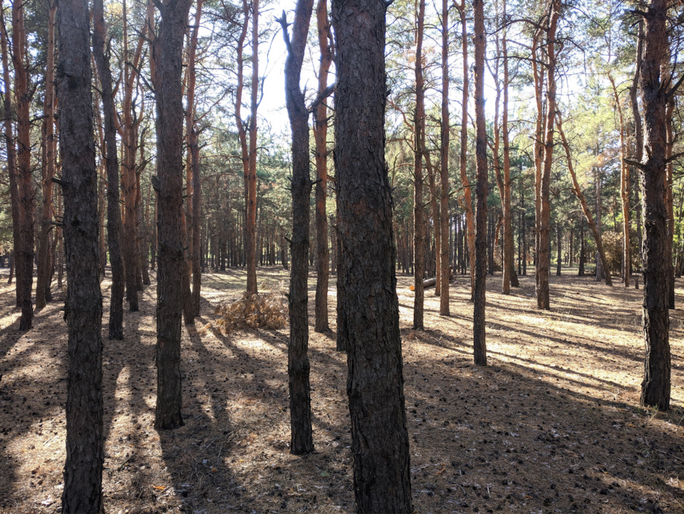 Поїздка в ліс, сосни та сміття 2