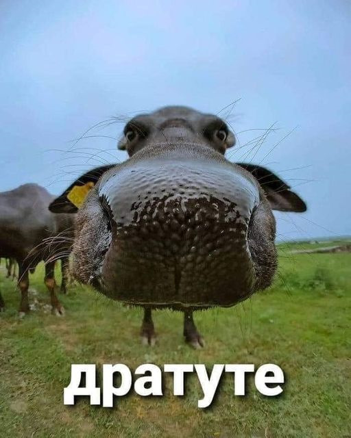 Власними грошима) 1