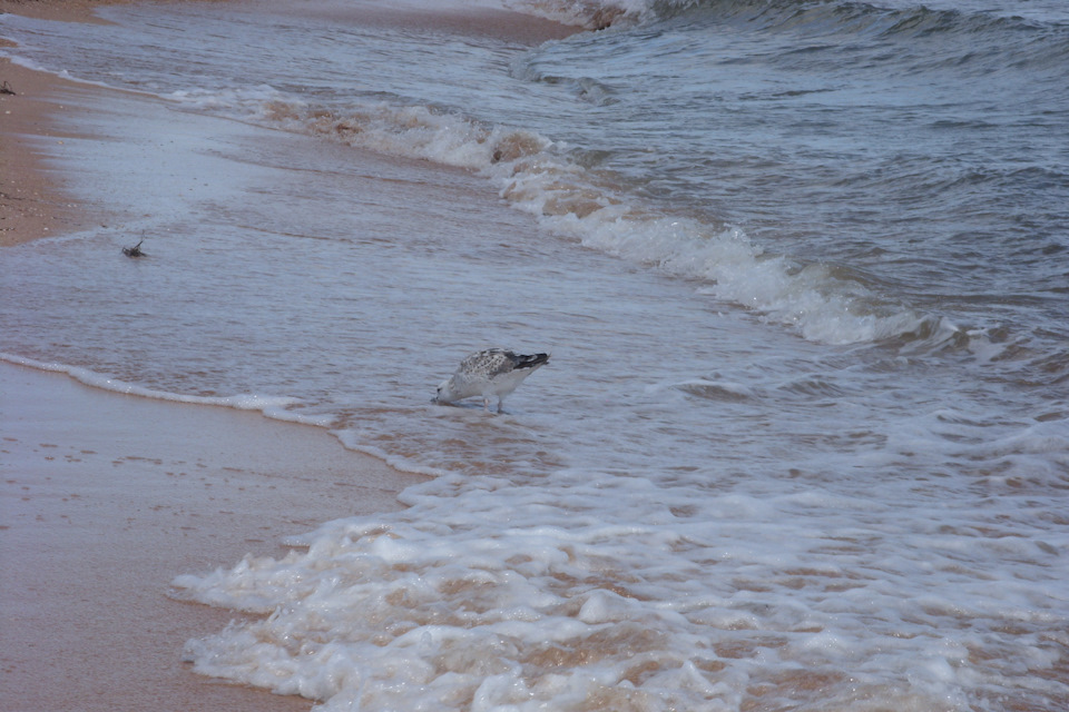 МорЕ) 3