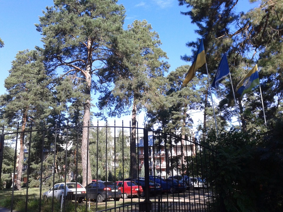 Соснова смола 3