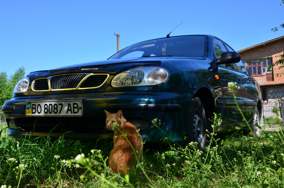Рудий кіт з даху на капот або на оборот))) 2