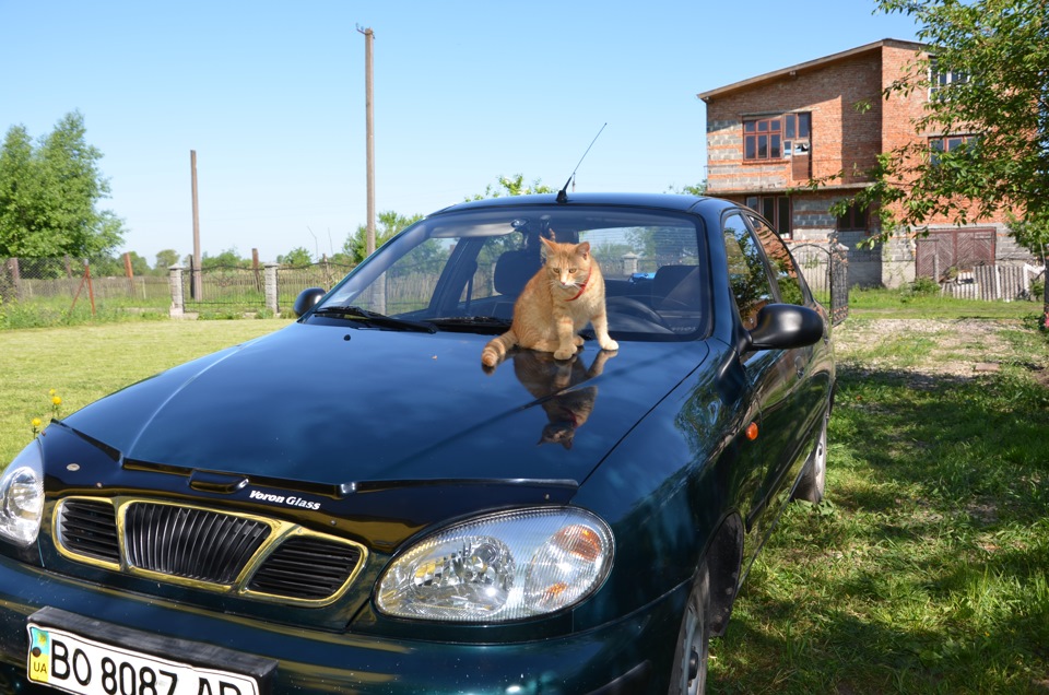 Рудий кіт з даху на капот або на оборот))) 5