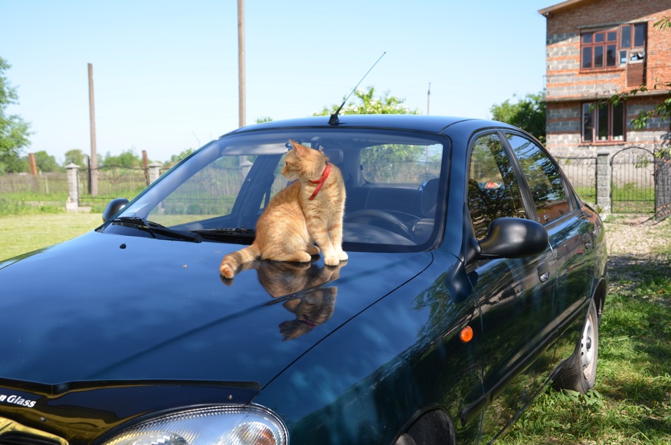 Рудий кіт з даху на капот або на оборот))) 4