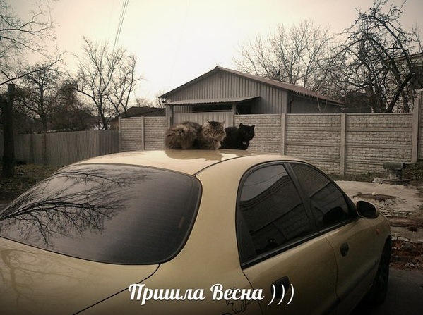 Почалася Весна 1