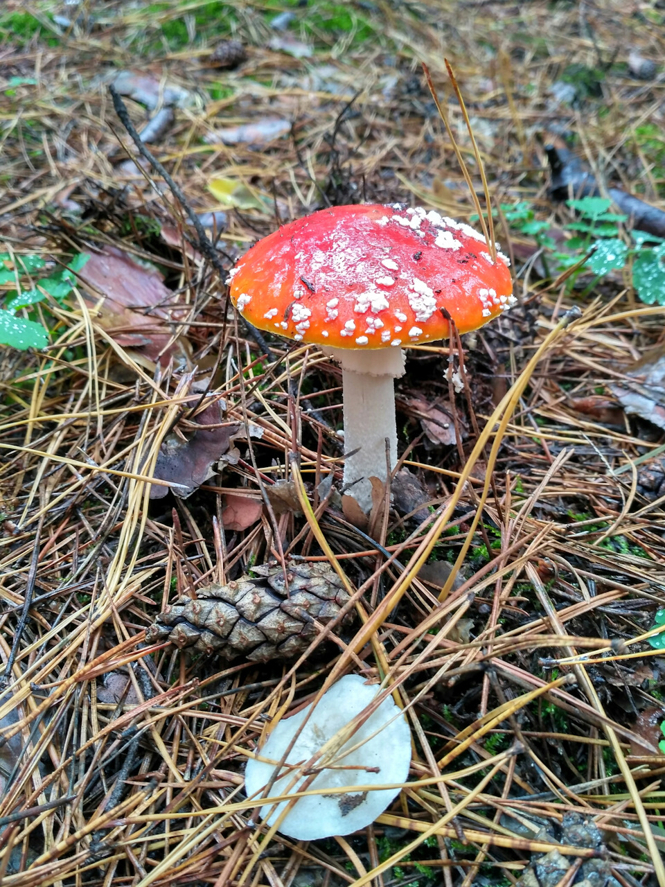 В ліс за грибами. 5