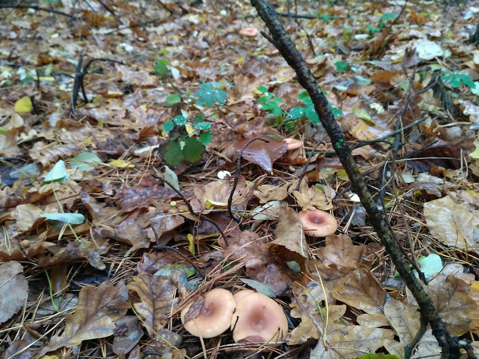 В ліс за грибами. 2