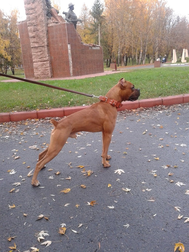 Boxer in caR 2