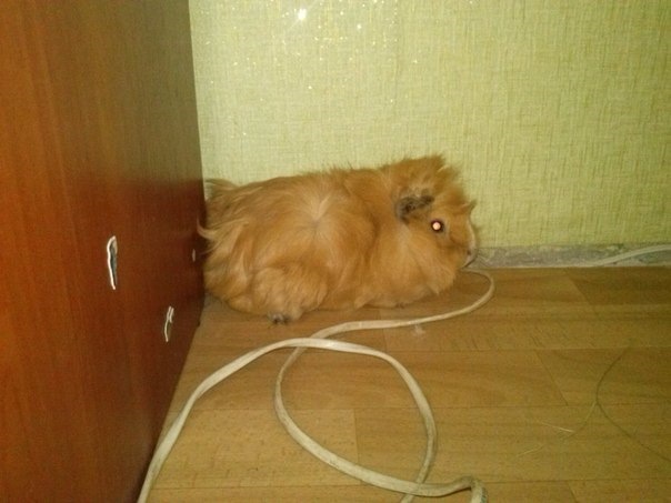 Новий член сім'ї 1