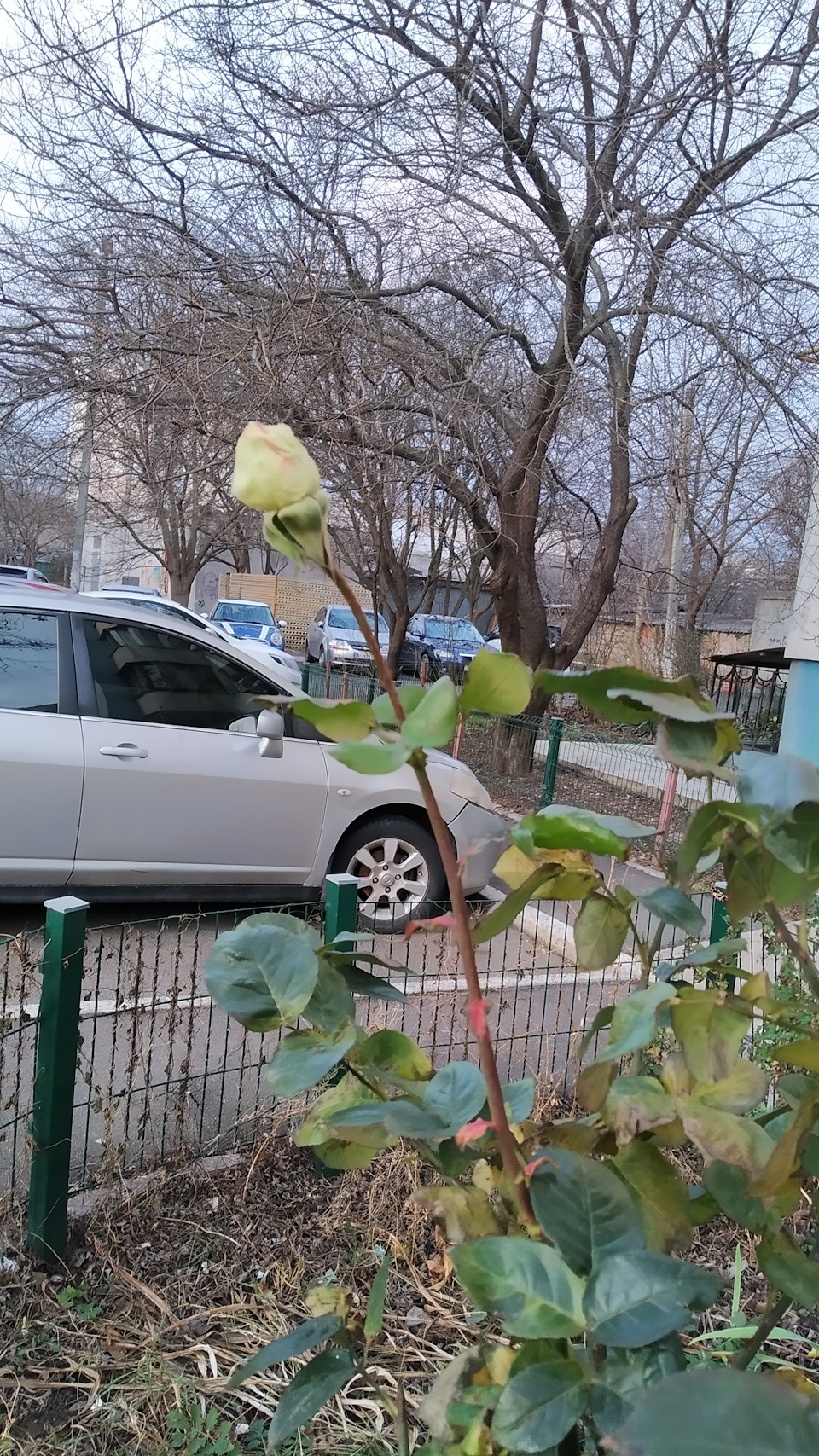 Зима в Одесі 1