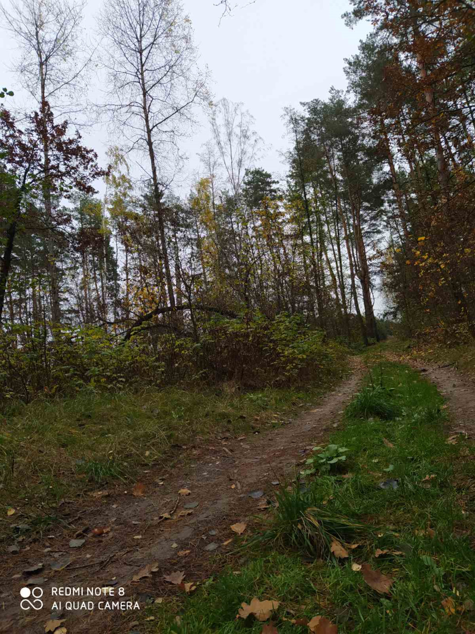 Туга осіннього лісу... 2