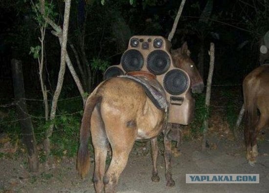 Привдяг СТЕПАНИЧА 4