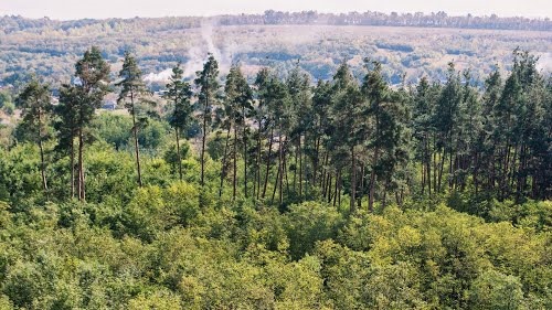 Маївка в лісі, або допомога трудовому народу 2