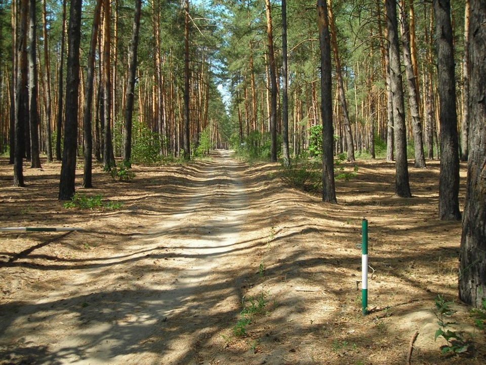 Маївка в лісі, або допомога трудовому народу 1