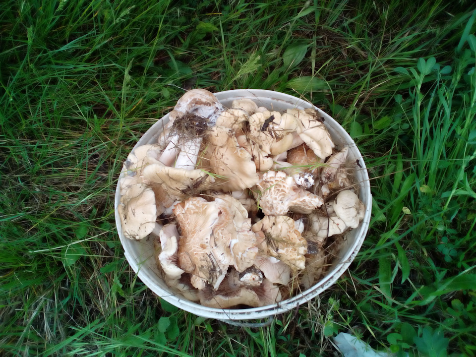 Поїздка грибами. 1