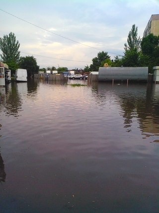 Водоплавні. 1