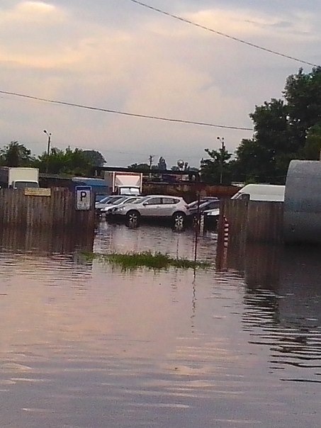 Водоплавні. 5