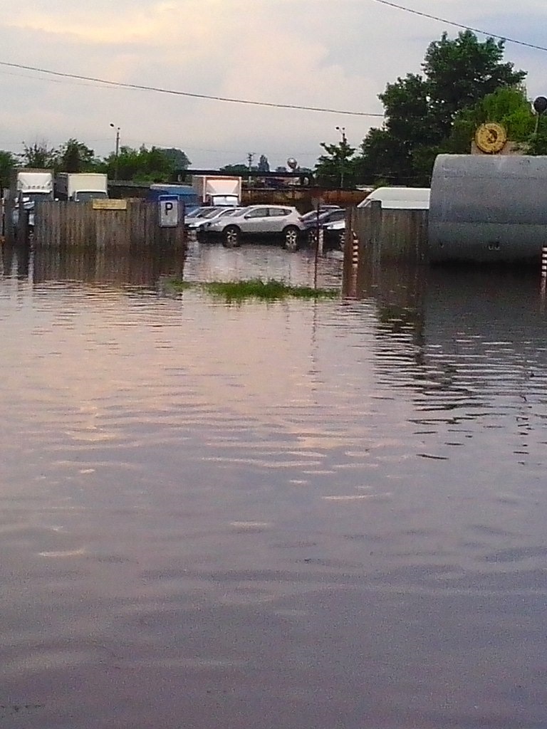 Водоплавні. 2