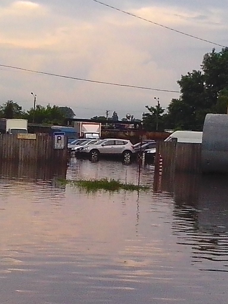 Водоплавні. 3