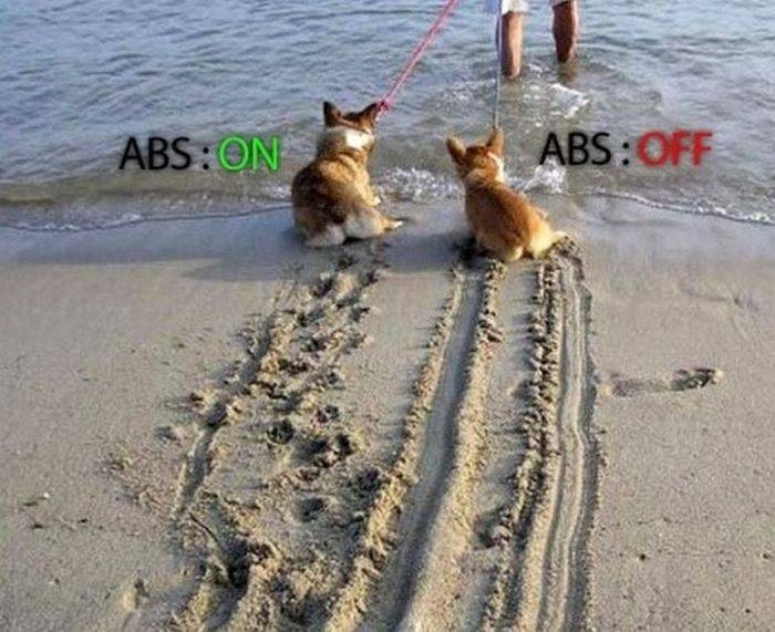 котеABS 1