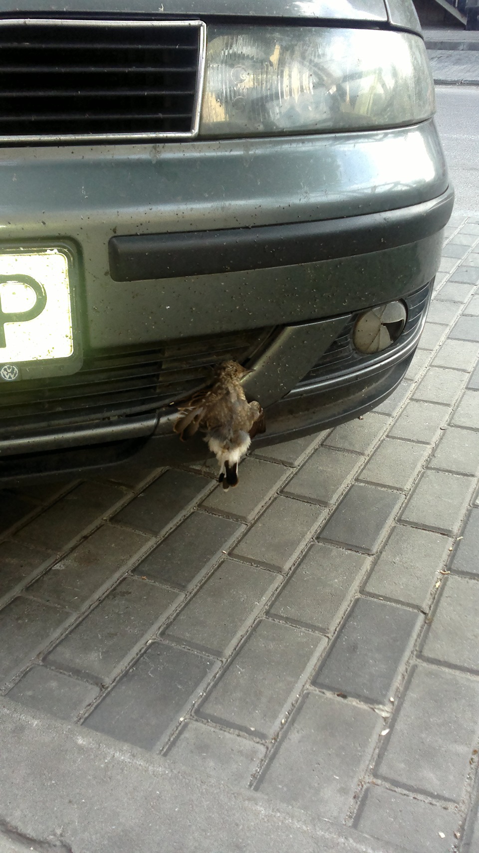 Пташка ... шкода)))) 1