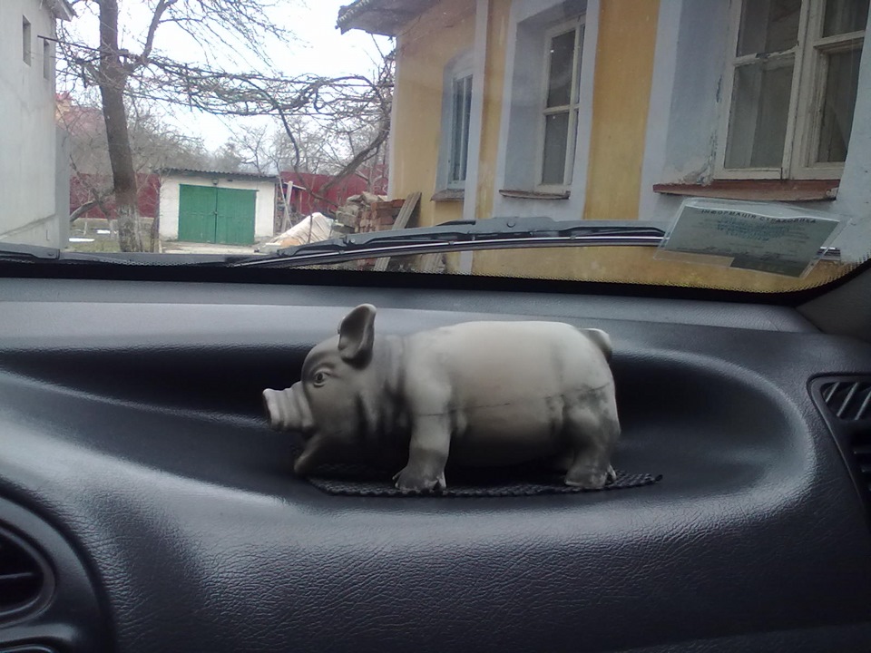 свин-тус 1