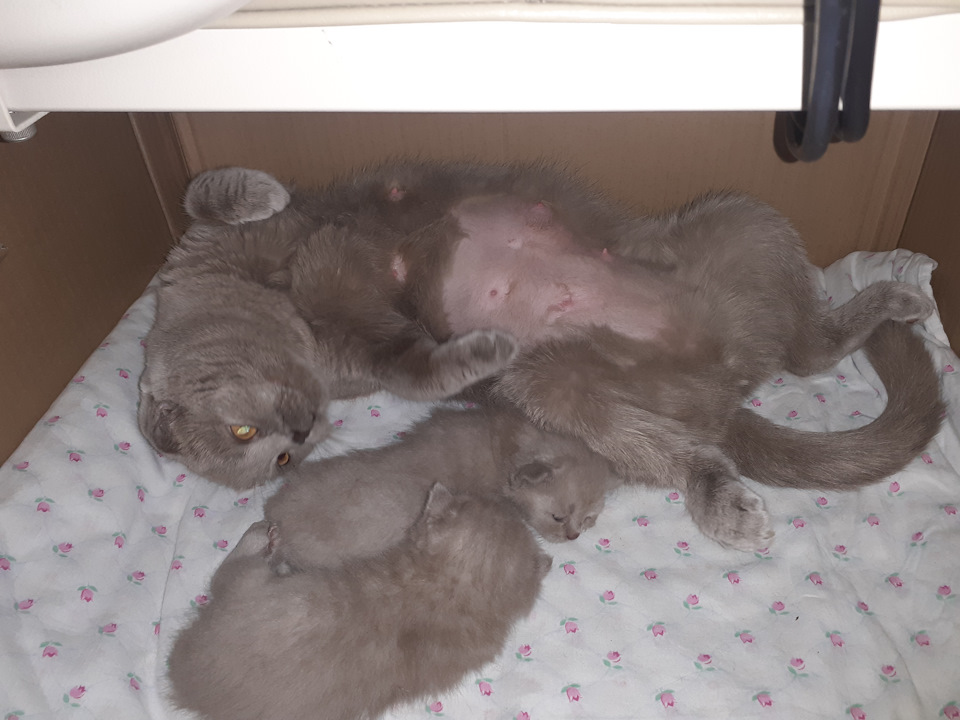 Корейське диво або цікавість губить кот 3