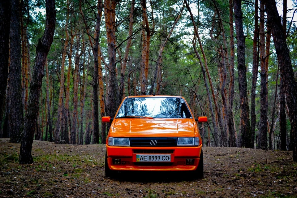 І тільки сосни…