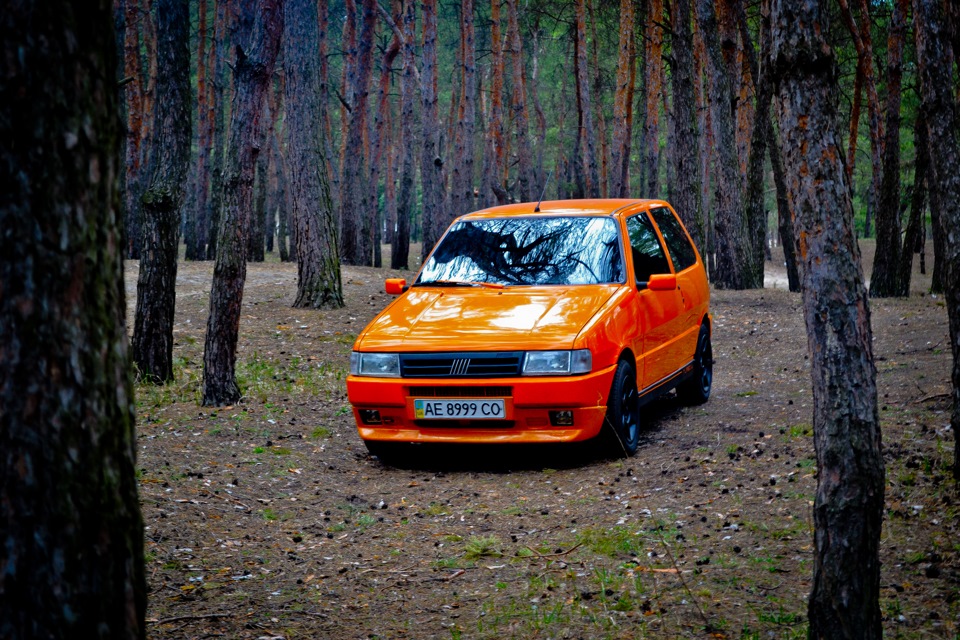 І тільки сосни… 2