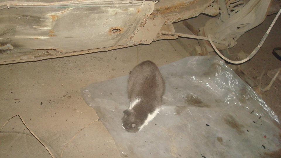 КУЗІВ 2 5
