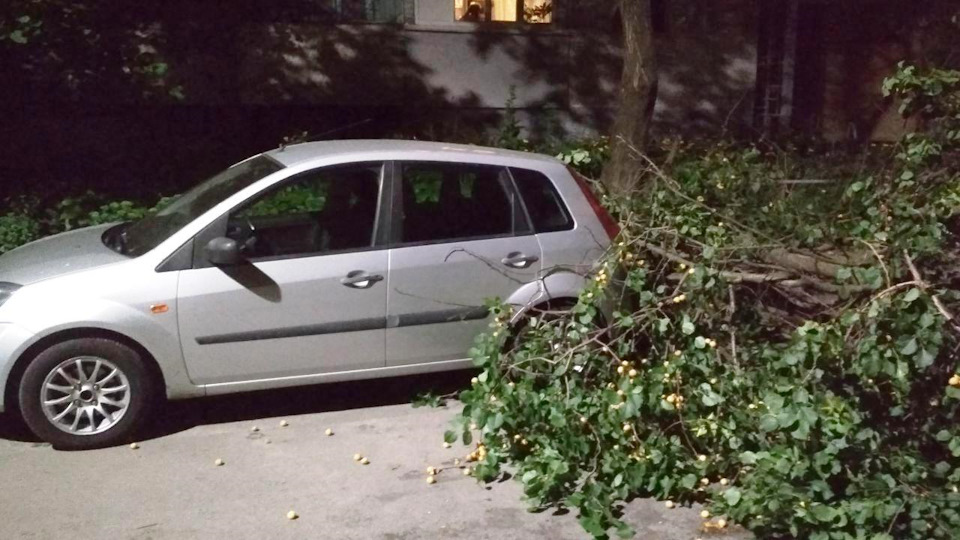 дуже влучно впала гілка 2