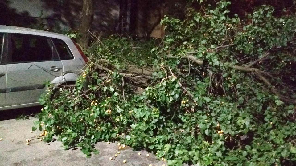 дуже влучно впала гілка 1