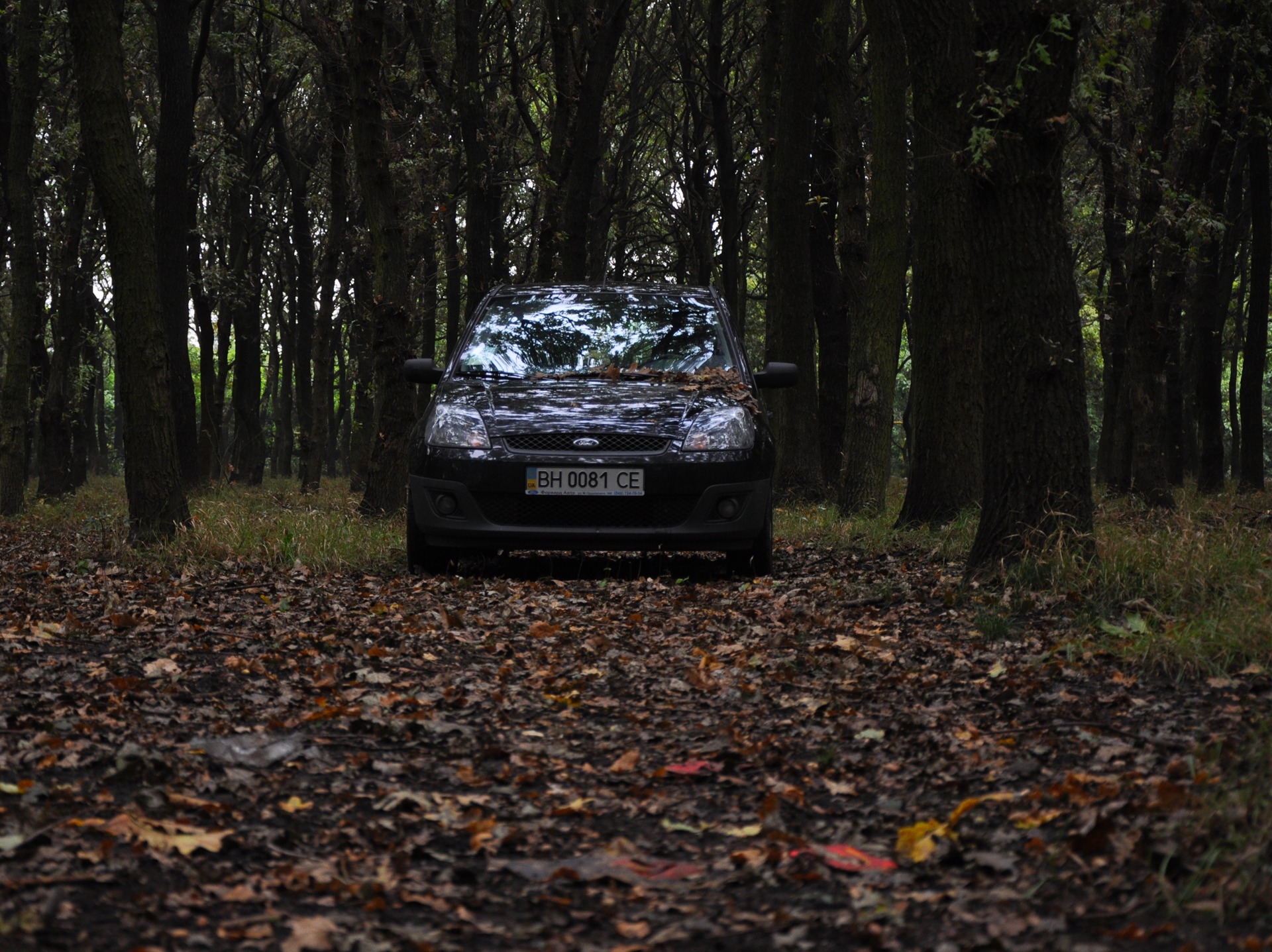 Autumn … 2
