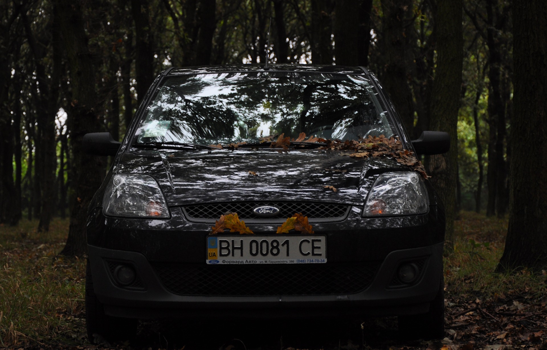 Autumn … 1