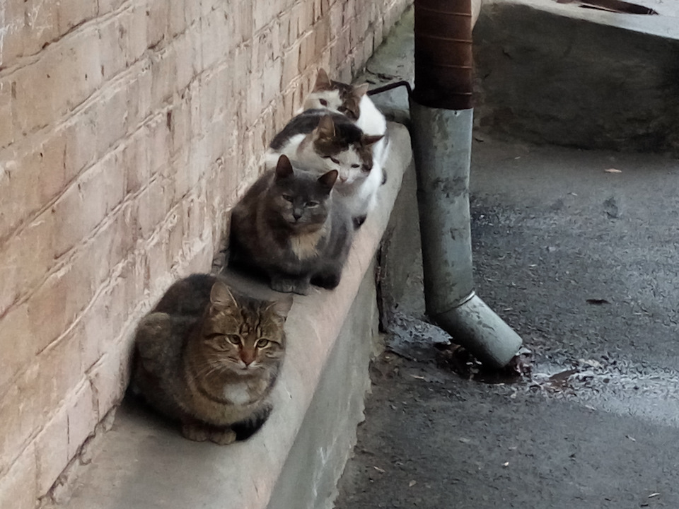 Коті та м'який капот 1