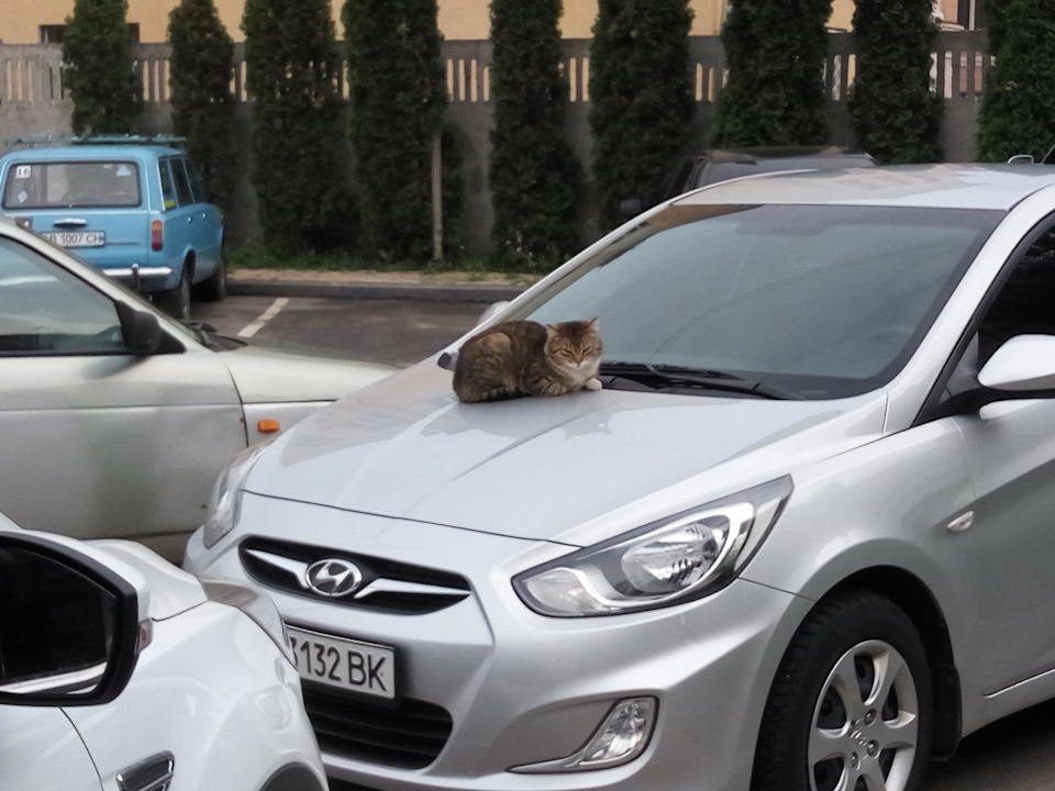 Коті та м'який капот 3