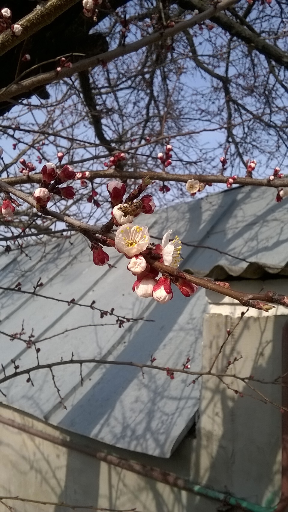 Лікуємо лапку 4