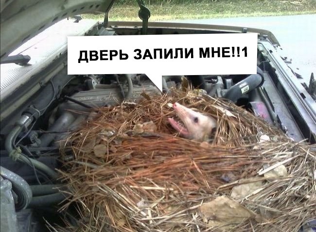 Потрібна допомога / Пацюки в підкапотці! )) 2