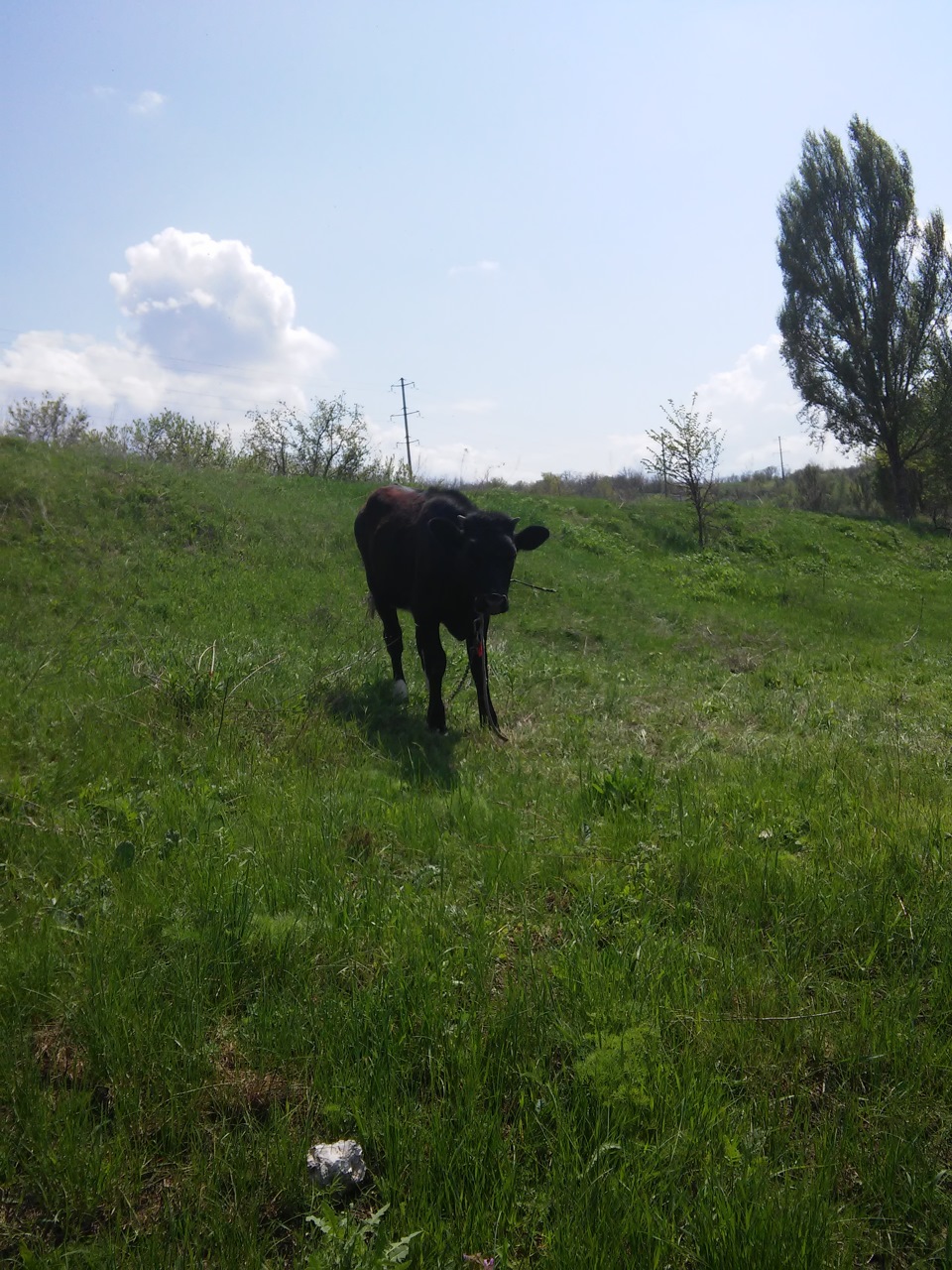 Травневі) 4