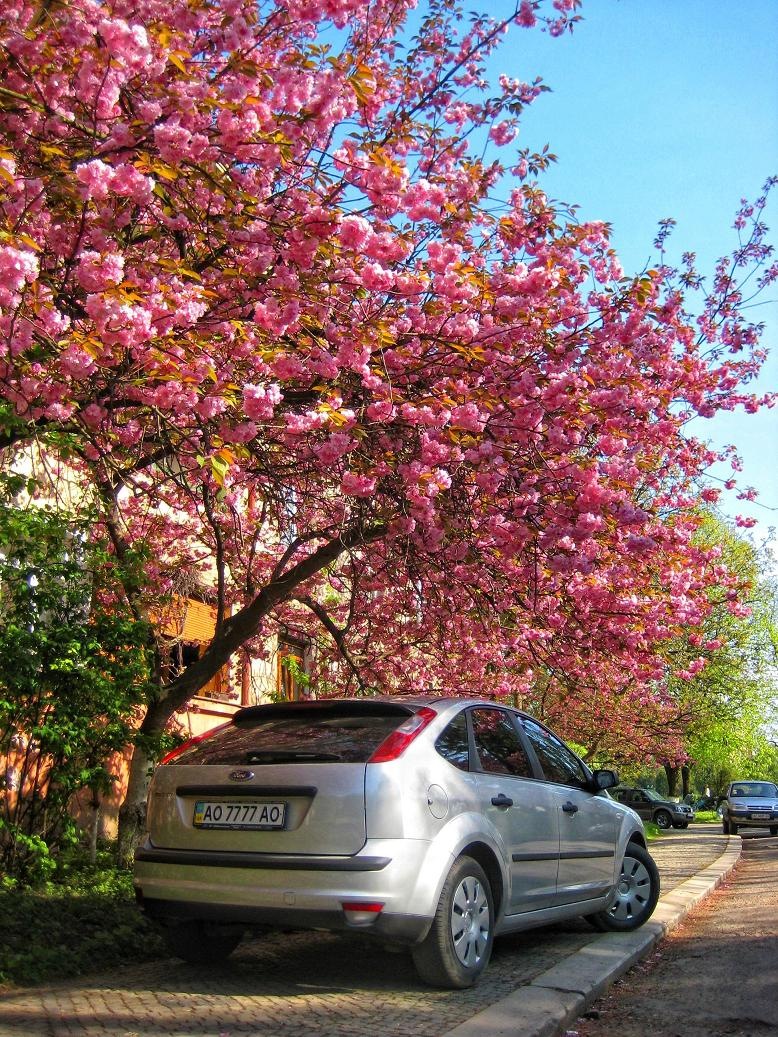 Сакура цвіте 5