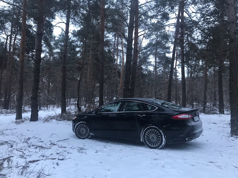 Фото в сніговому лісі. 2
