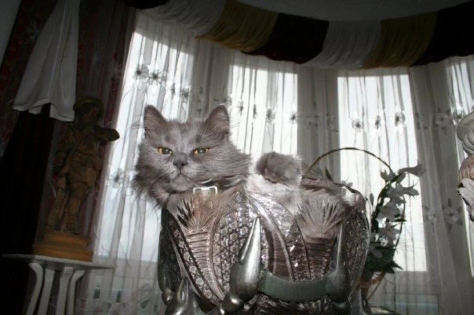 Тварина кашковода