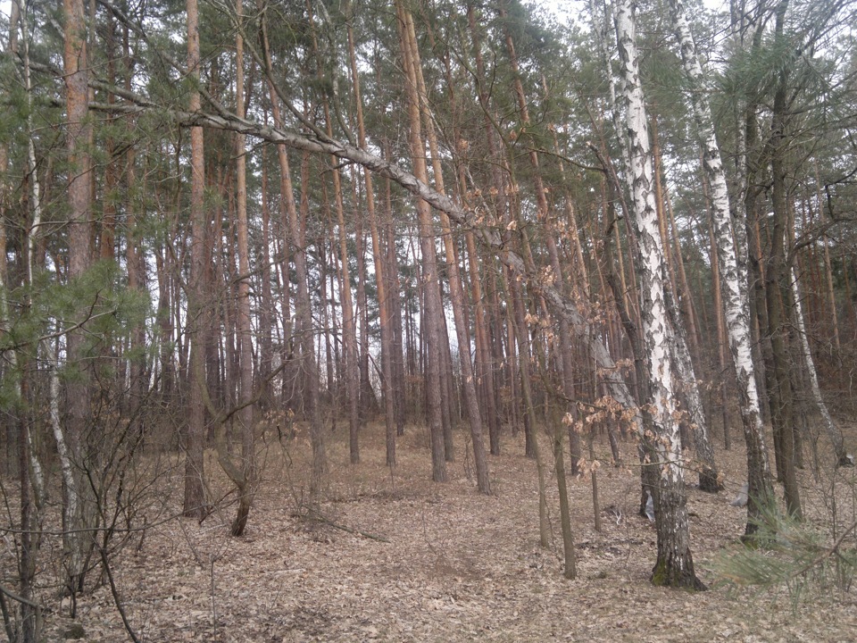 Березовий сік 2