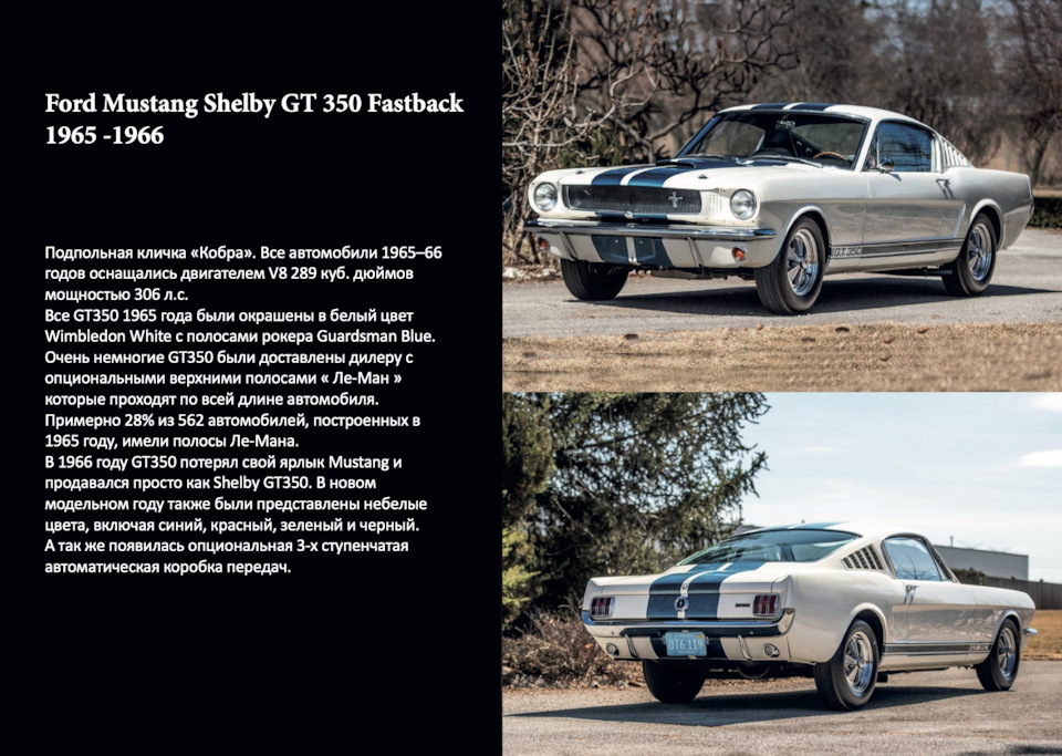 Shelby, Bullit, Eleanor 4